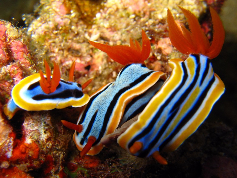 Illustration for article titled Striking Photographs Of Sea Slugs Expose The Alien World Under the Sea